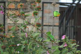 Image of Red-headed Lovebird