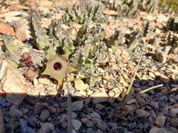 Imagem de Ceropegia thuretii (F. Cels) Bruyns