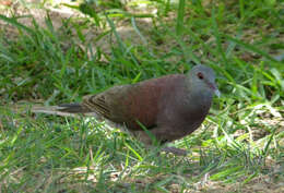 Image of Madagascar Turtle-Dove