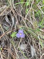 Image of Thysanotus banksii R. Br.