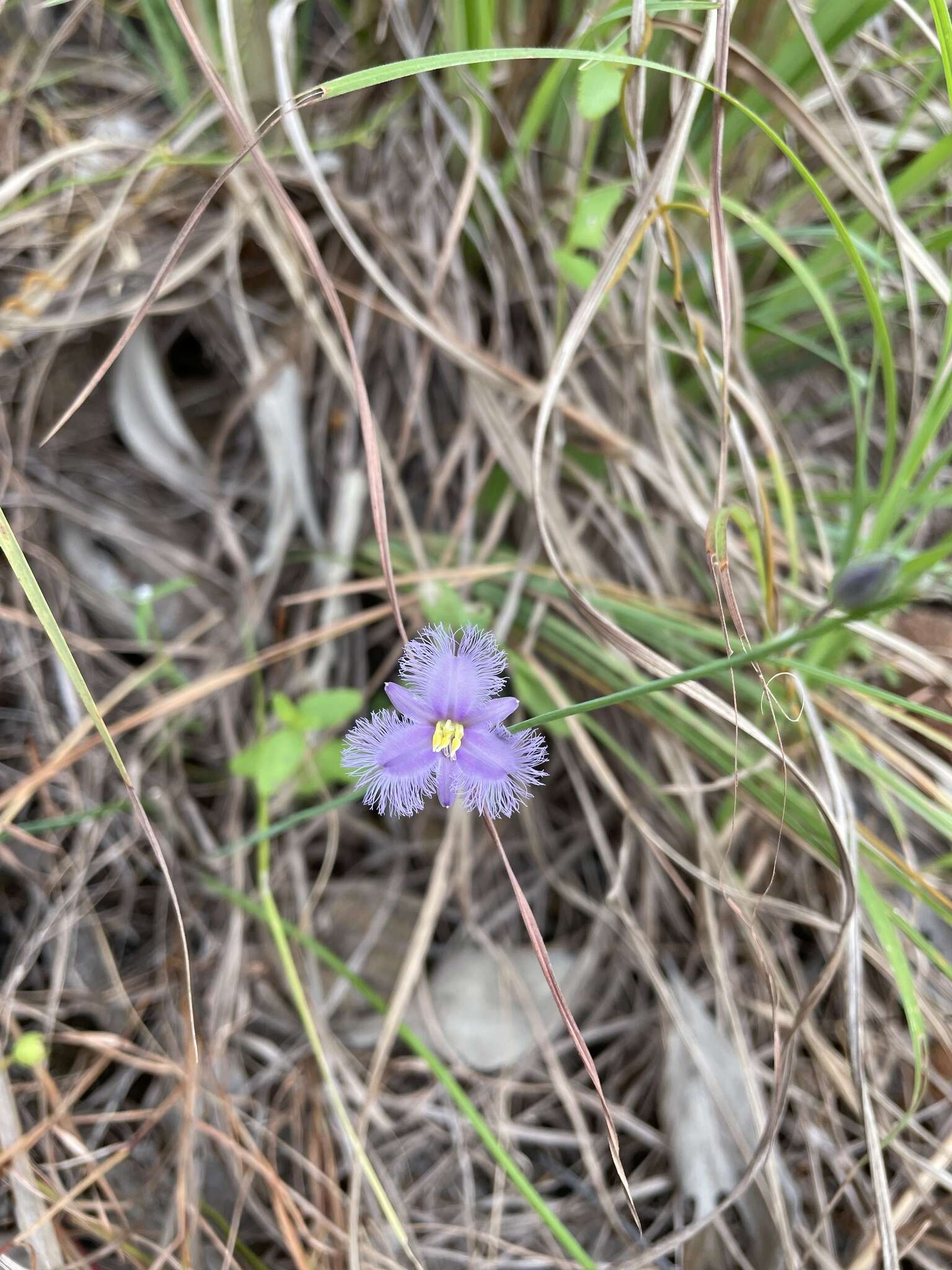 Image of Thysanotus banksii R. Br.