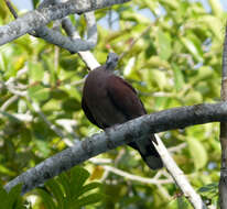 Image of Madagascar Turtle-Dove