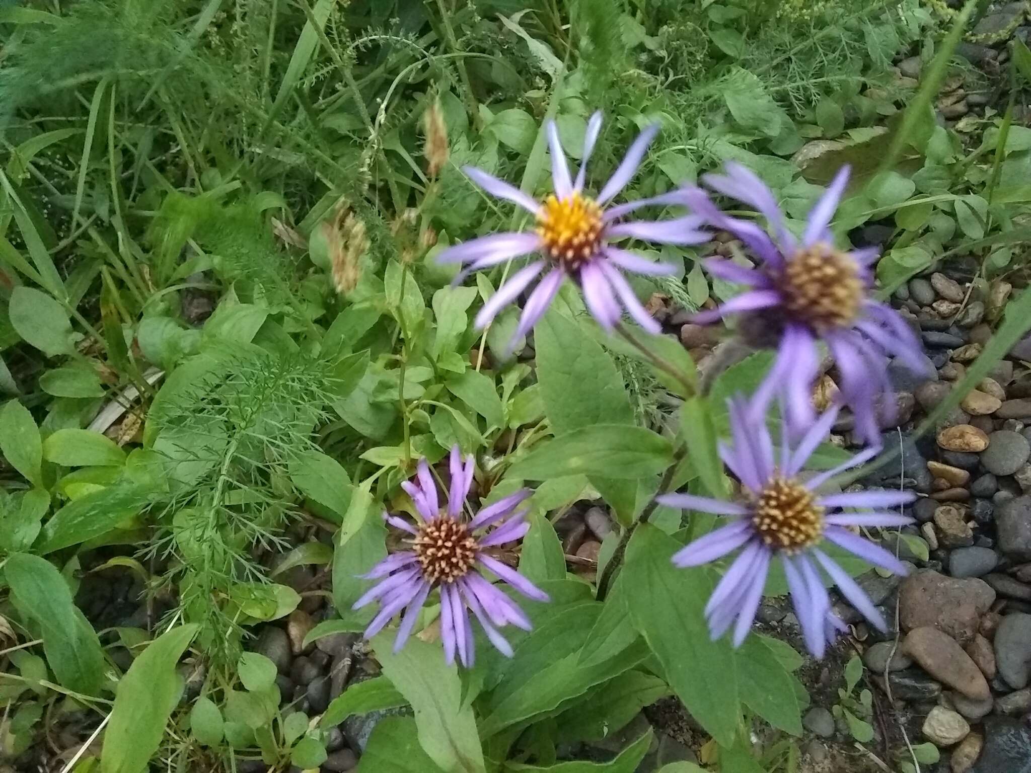 Image of arctic aster