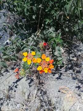 Image of Lantana horrida Kunth