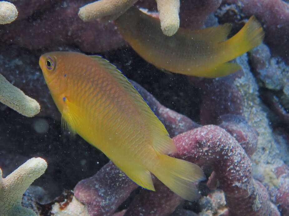 Image of Ambon damsel