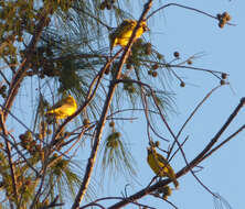 Image of Village Weaver