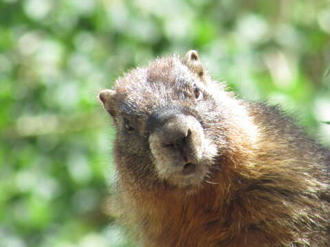 Imagem de Marmota subgen. Petromarmota Steppan et al. 1999