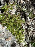 Imagem de Acalypha chamaedrifolia (Lam.) Müll. Arg.