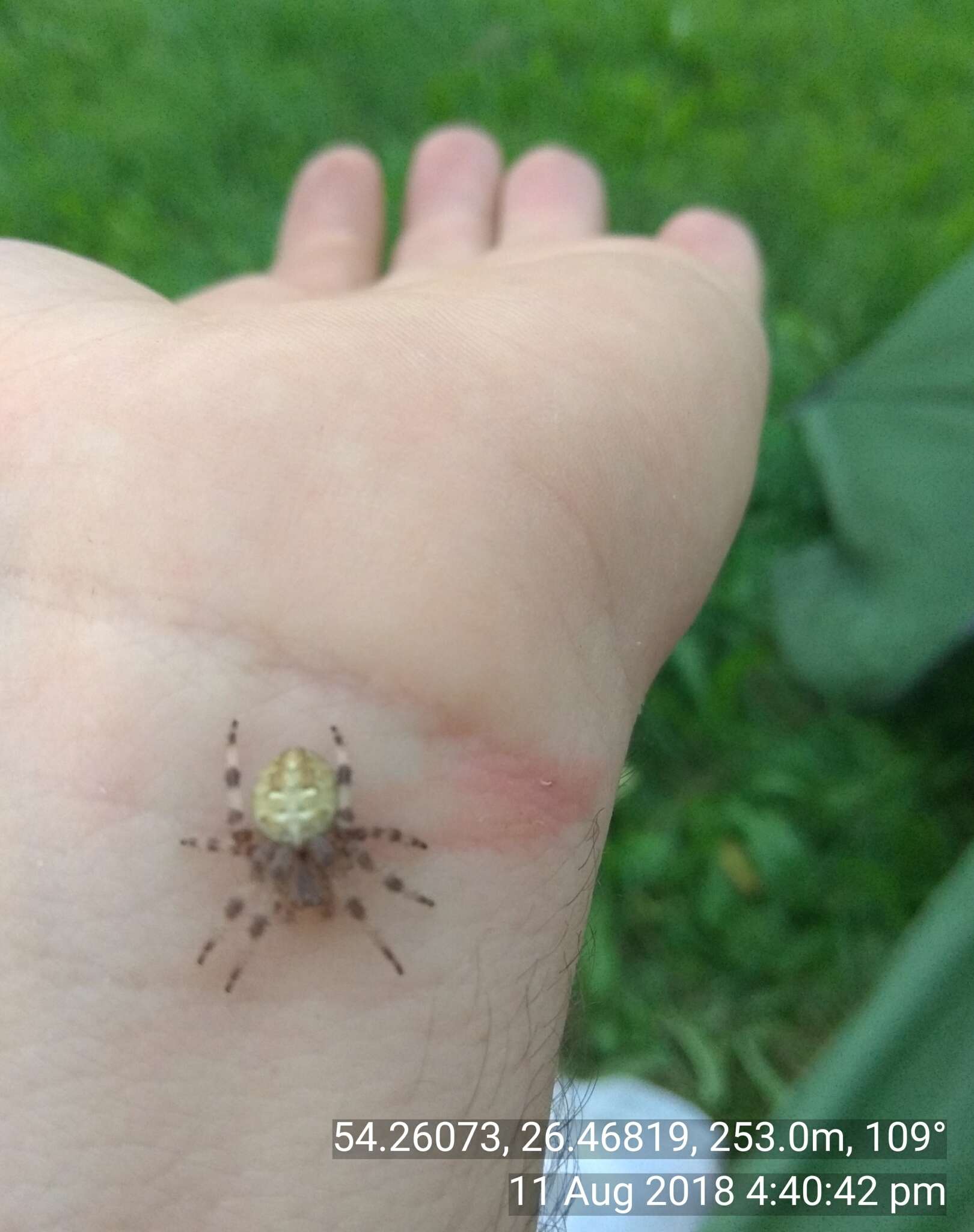 Image of Araneus quadratus Clerck 1757