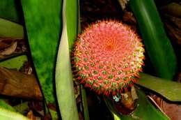 Image of Aechmea multiflora L. B. Sm.