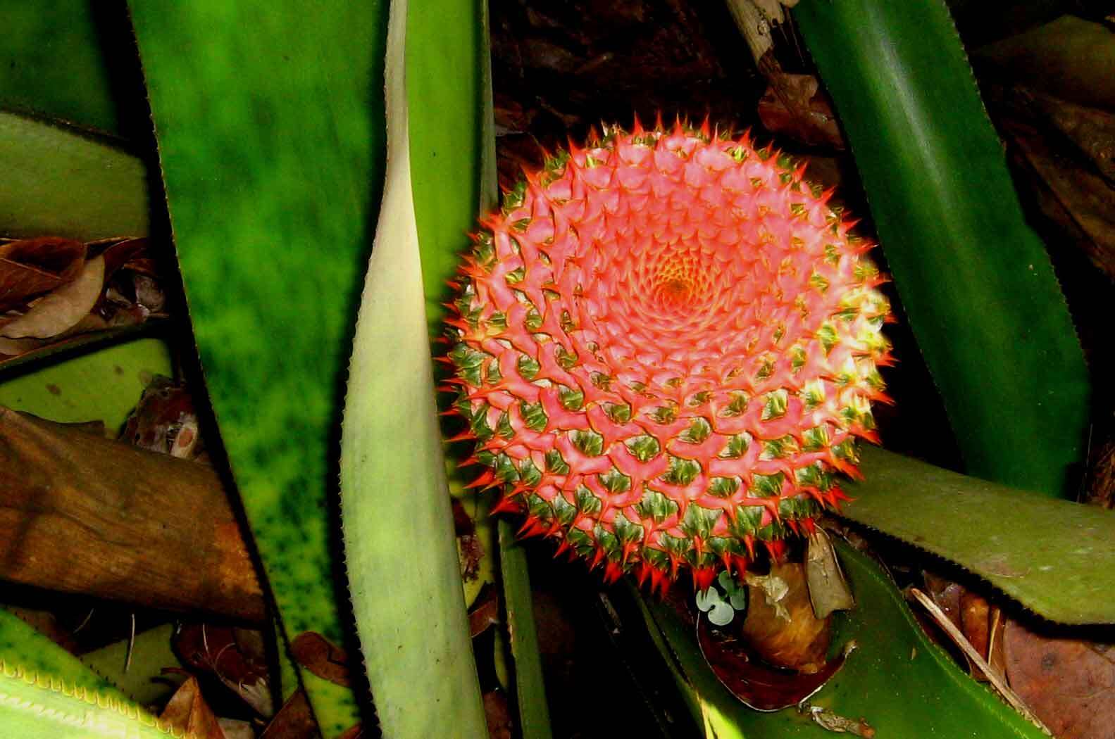 Image of Aechmea multiflora L. B. Sm.