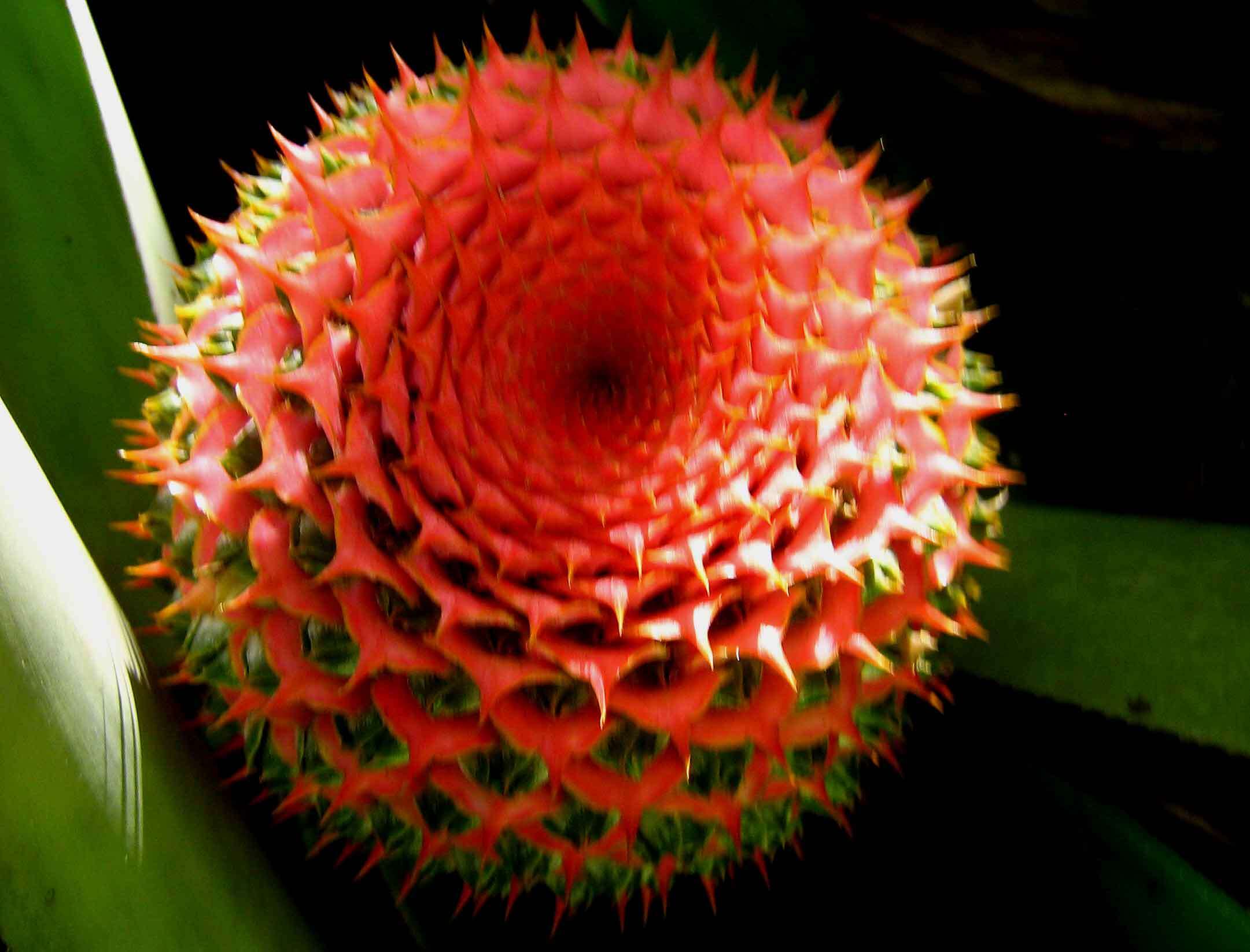 Image of Aechmea multiflora L. B. Sm.