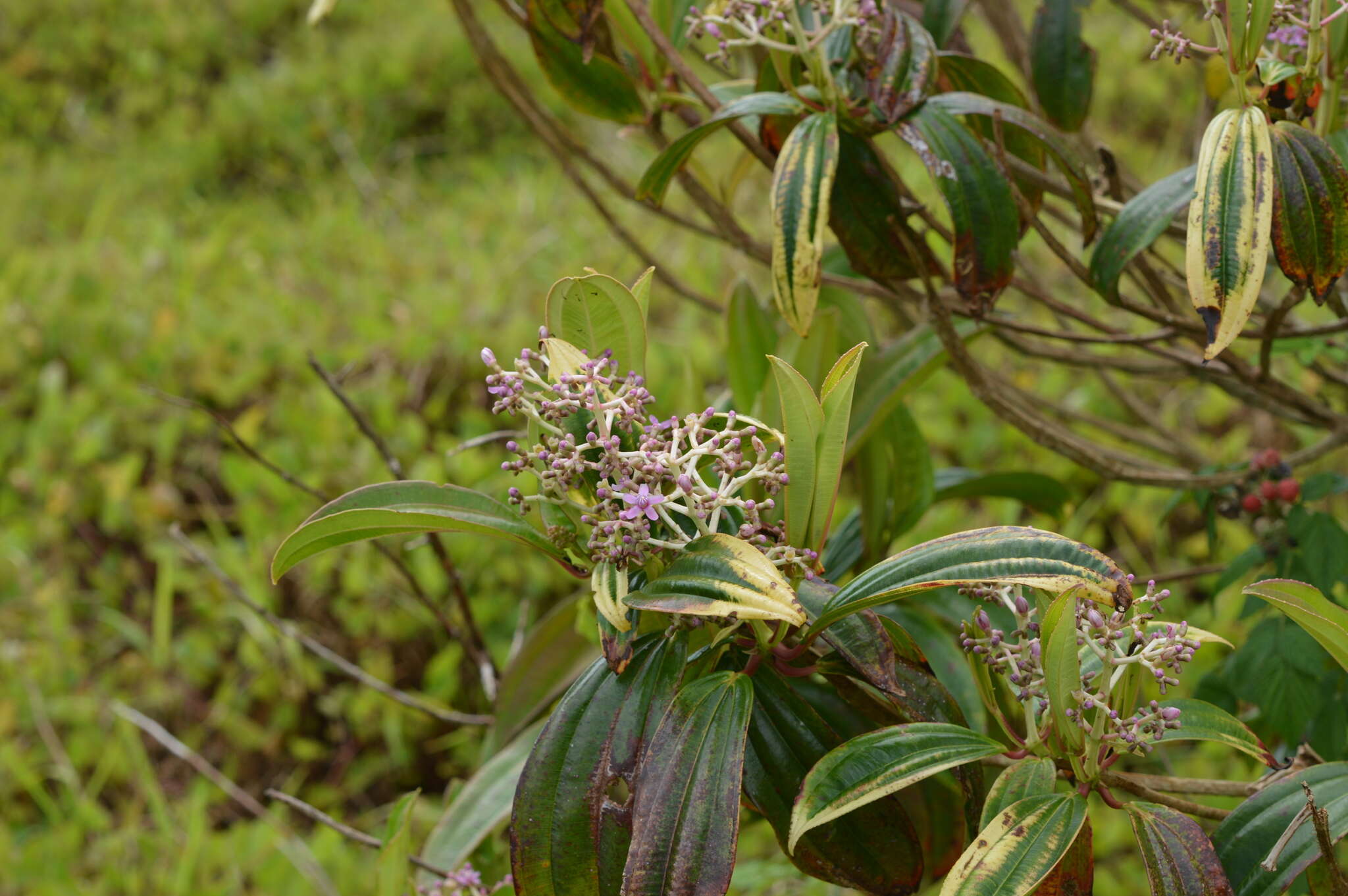 Image of Miconia robinsoniana Cogn.
