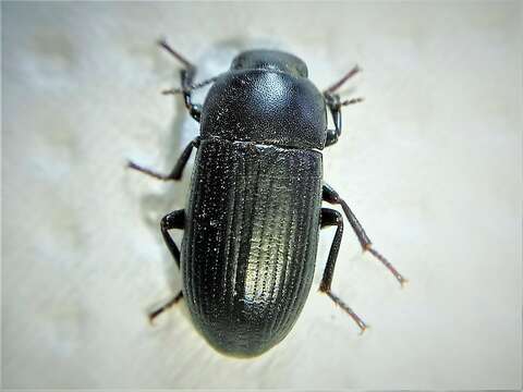 Image of Darkling beetle