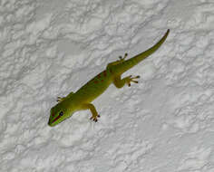 Image of Bluetail Day Gecko