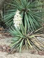 Image of Schott's yucca