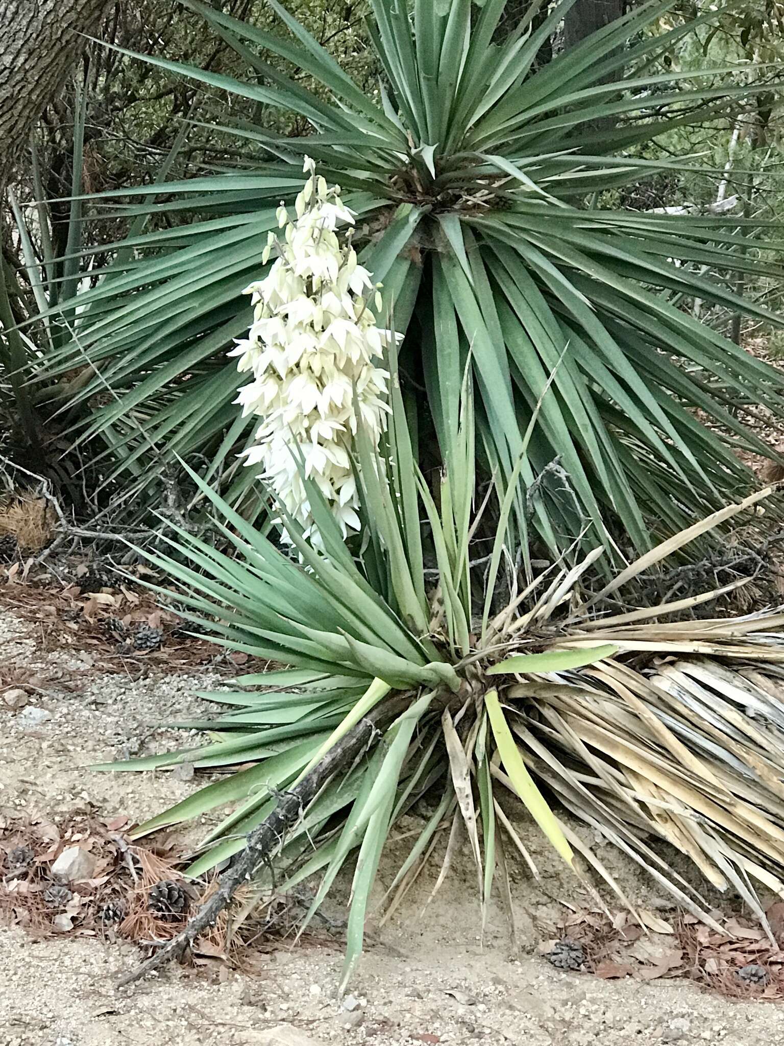 Image of Schott's yucca