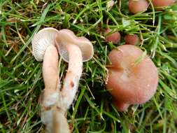 Слика од Calocybe carnea (Bull.) Donk