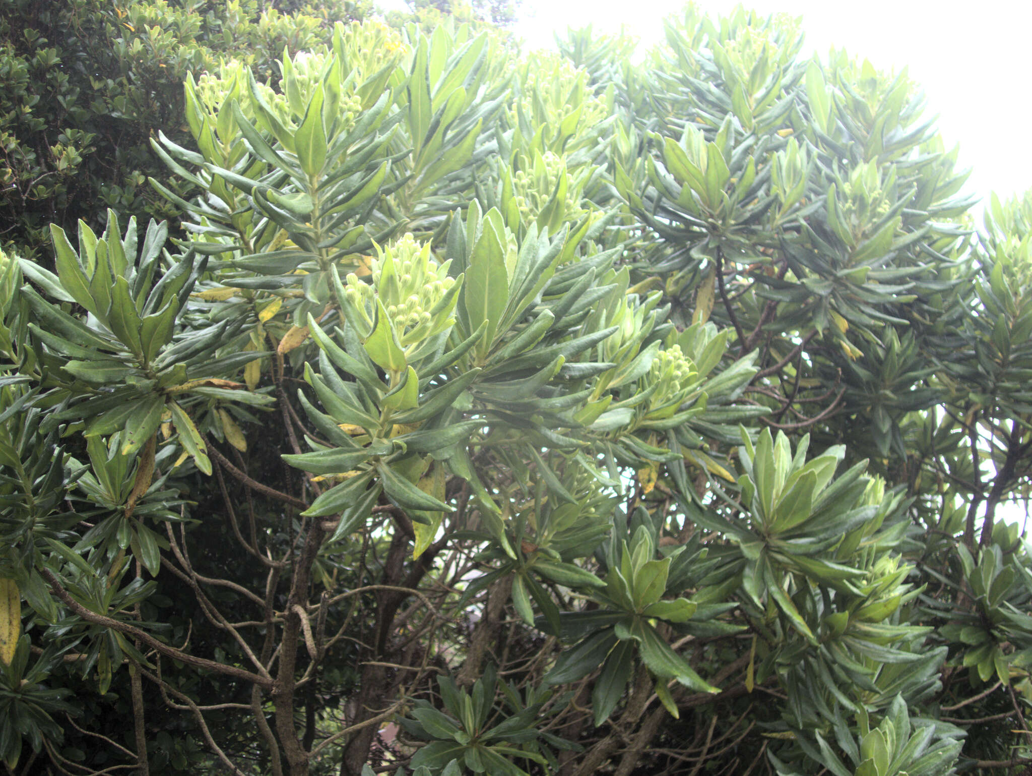 Image of Chatham Island Christmas tree