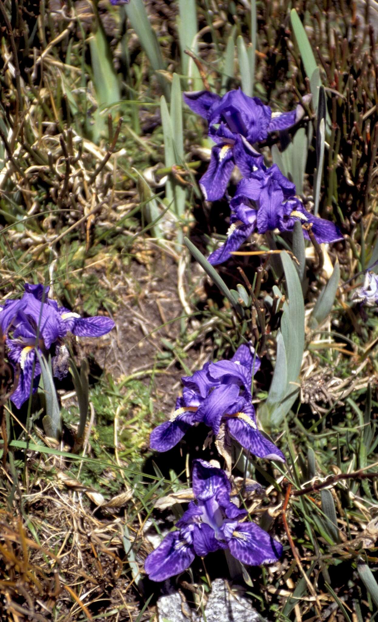 Image of Iris kemaonensis Wall. ex D. Don