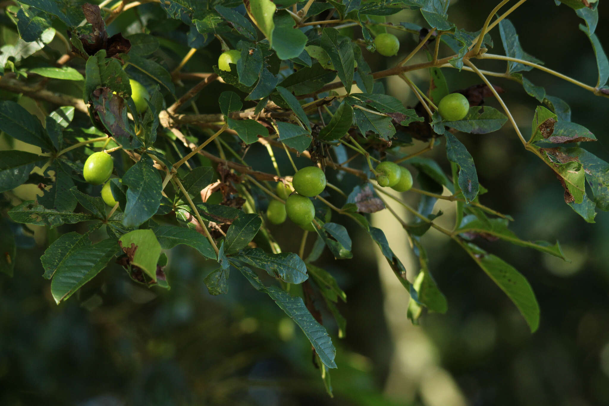 Image de Vitex megapotamica (Spreng.) Moldenke