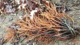 Image of Sea Noodles