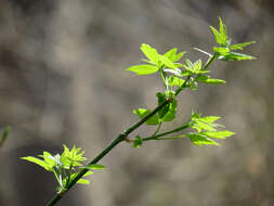 Image of Box Elder