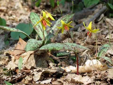 Imagem de Erythronium americanum Ker Gawl.