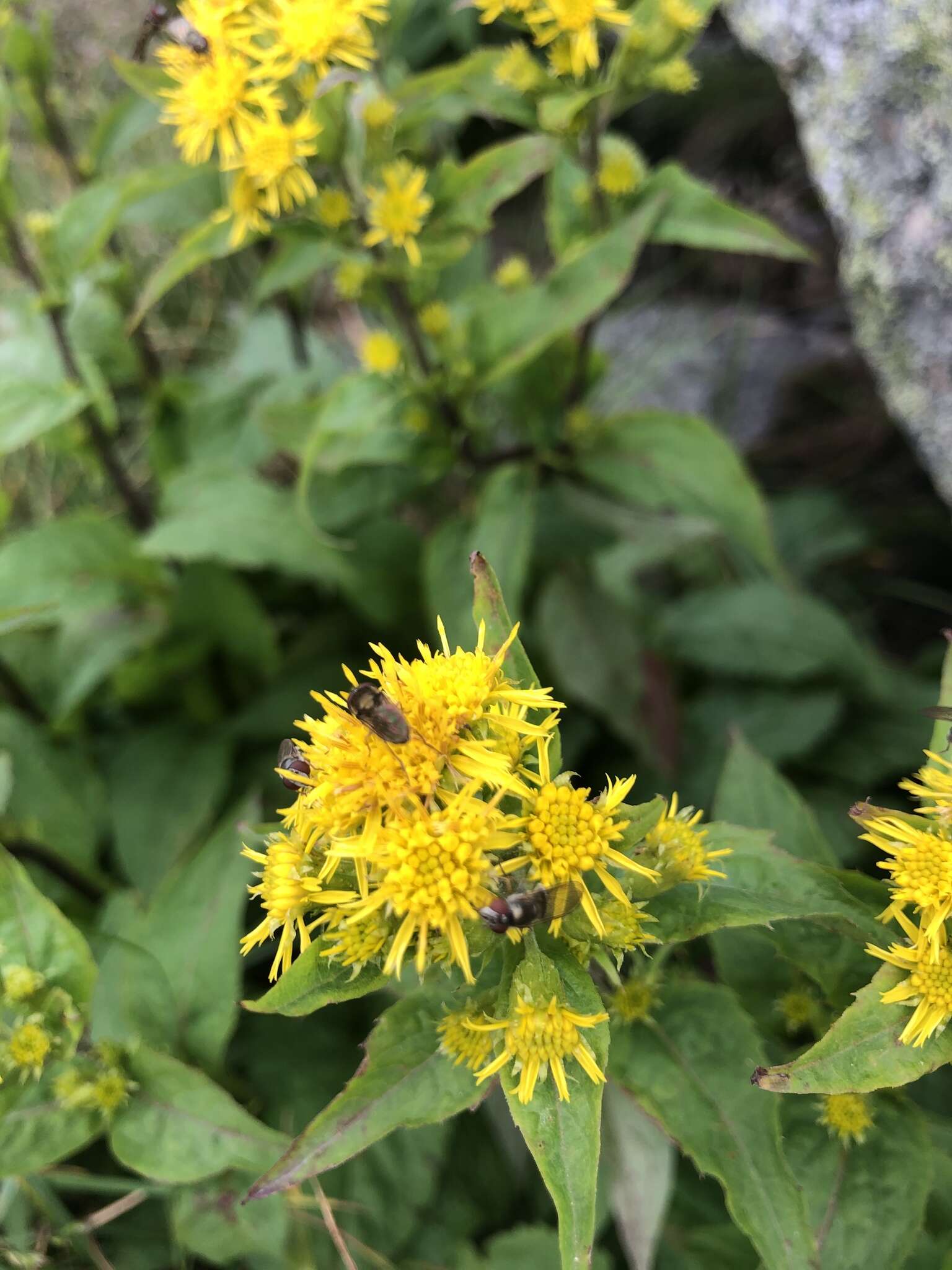 Image of Cutler's alpine goldenrod