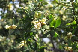 Image of Monotoca elliptica (Smith) R. Br.