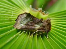 Image of burnished brass