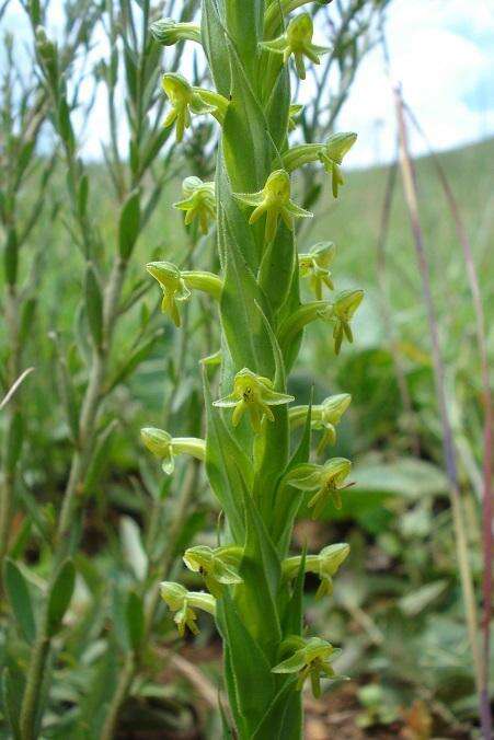 Image of Habenaria pseudociliosa Schelpe ex J. C. Manning