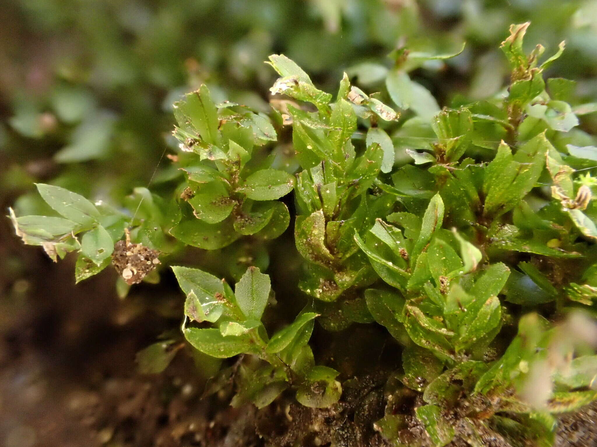 Image of stellar calcareous moss