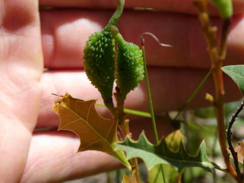 Image of Grevillea quercifolia R. Br.