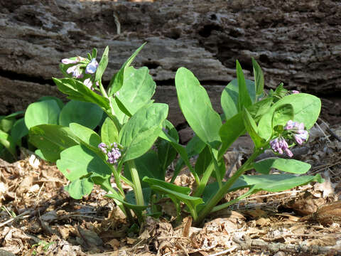 Mertensia virginica (L.) Pers. ex Link resmi