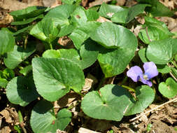 Image of common blue violet