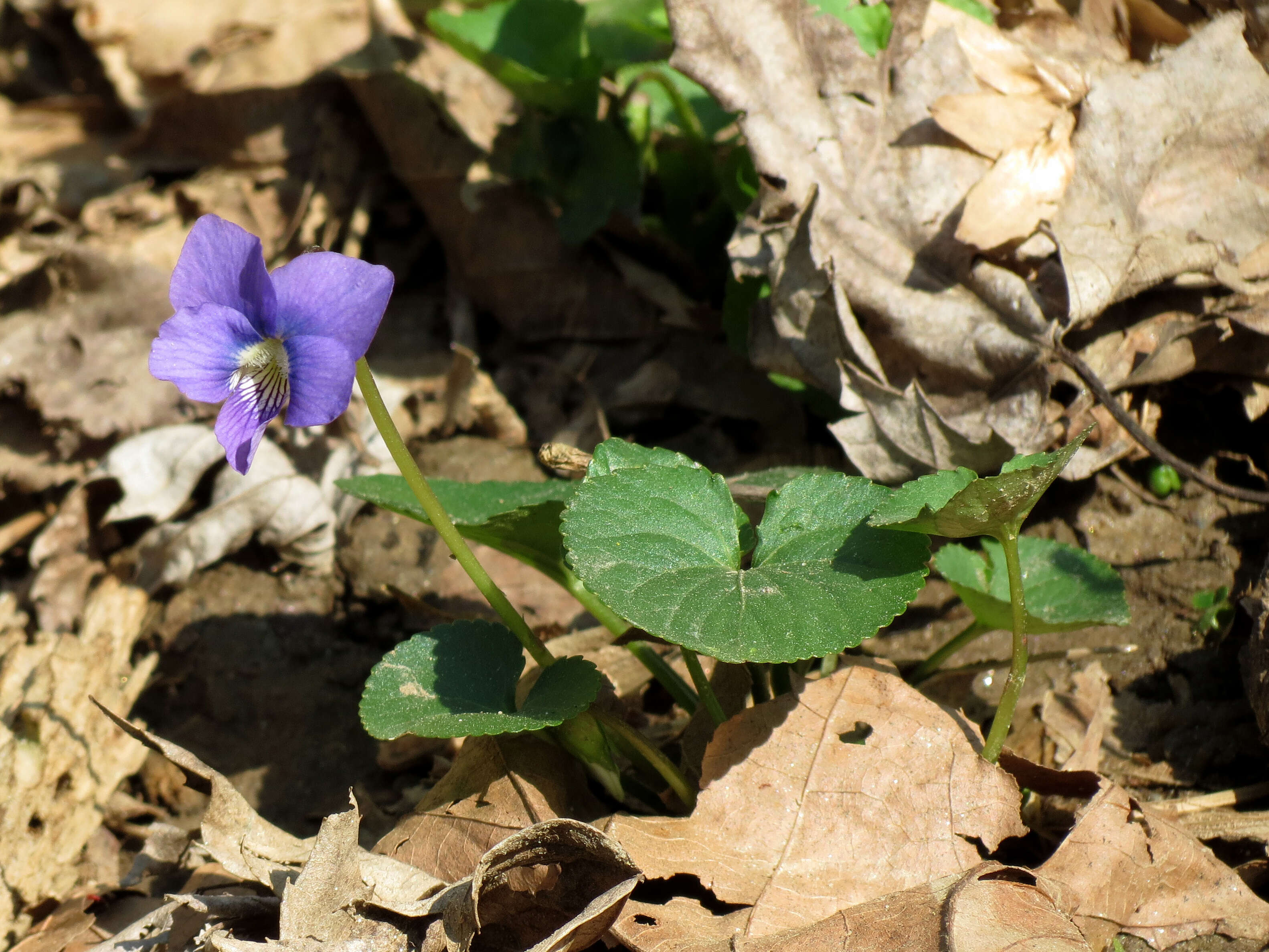 Image of common blue violet