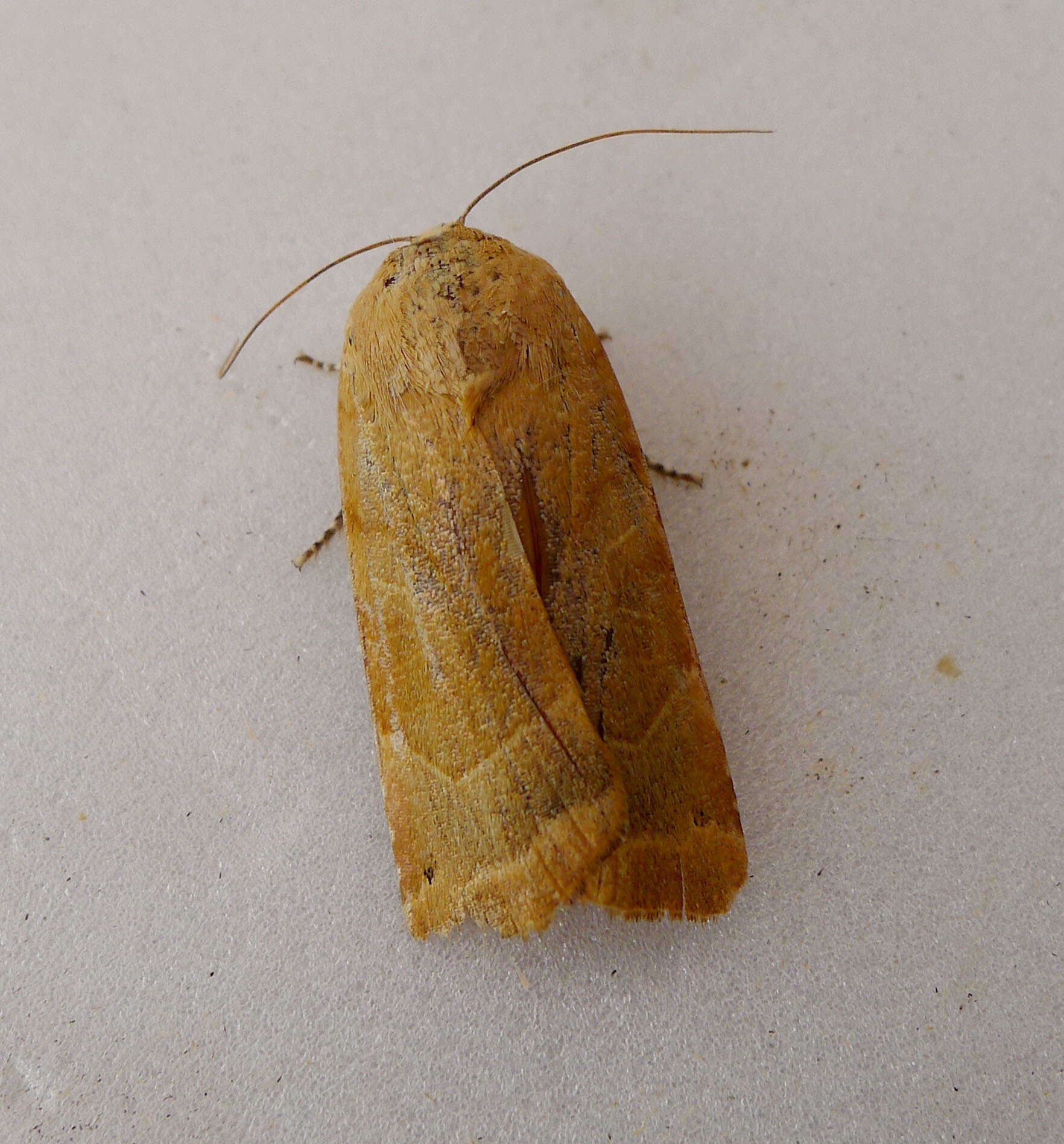 Image of broad-bordered yellow underwing