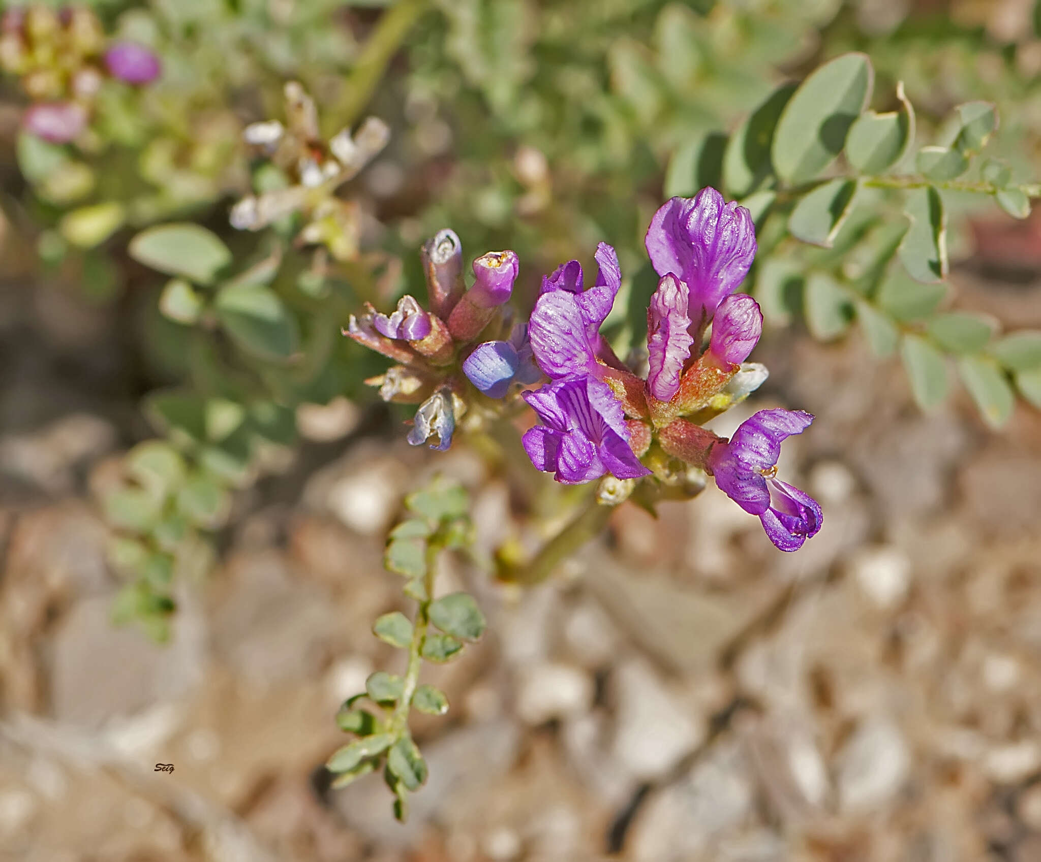 Imagem de Astragalus beckwithii var. purpureus M. E. Jones