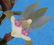 Image of Monk orchid