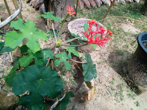 Imagem de Jatropha podagrica Hook.