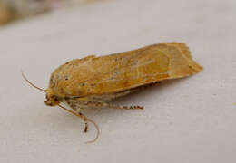 Image of broad-bordered yellow underwing