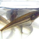 Image of East indies glass catfish