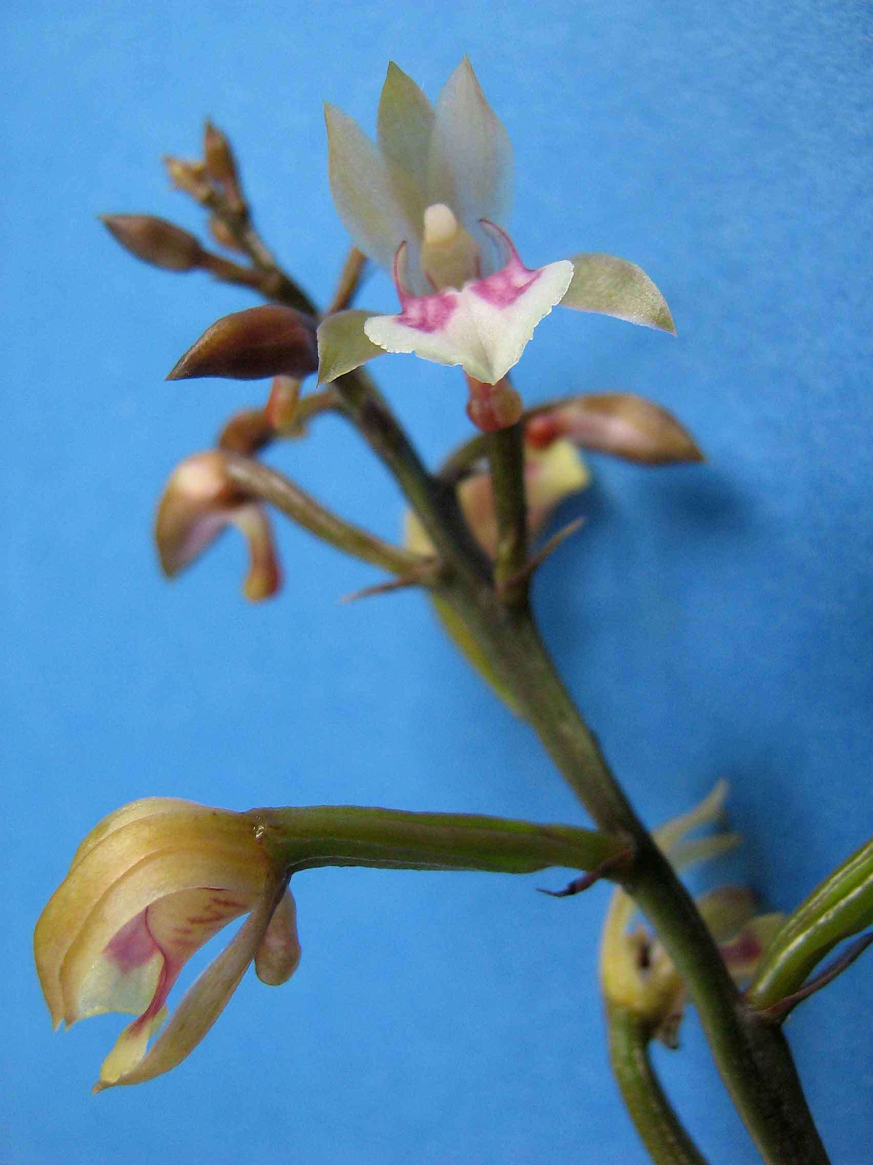 Image of Monk orchid