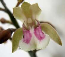 Image of Monk orchid