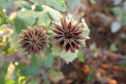 Imagem de Abutilon indicum (L.) Sweet