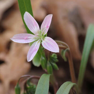 Image of Virginia springbeauty