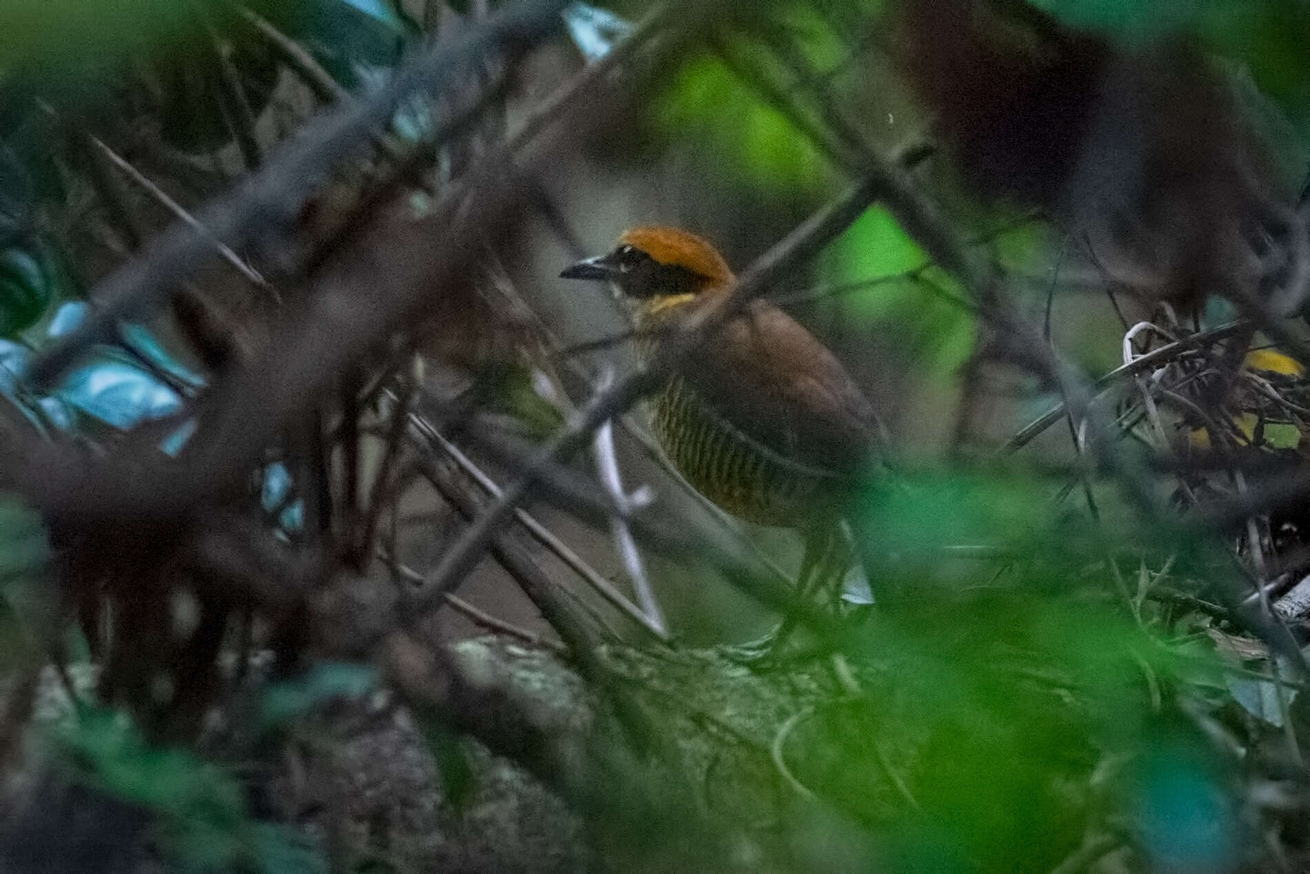 Image of Javan Banded Pitta