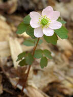 Image of Rue-Anemone