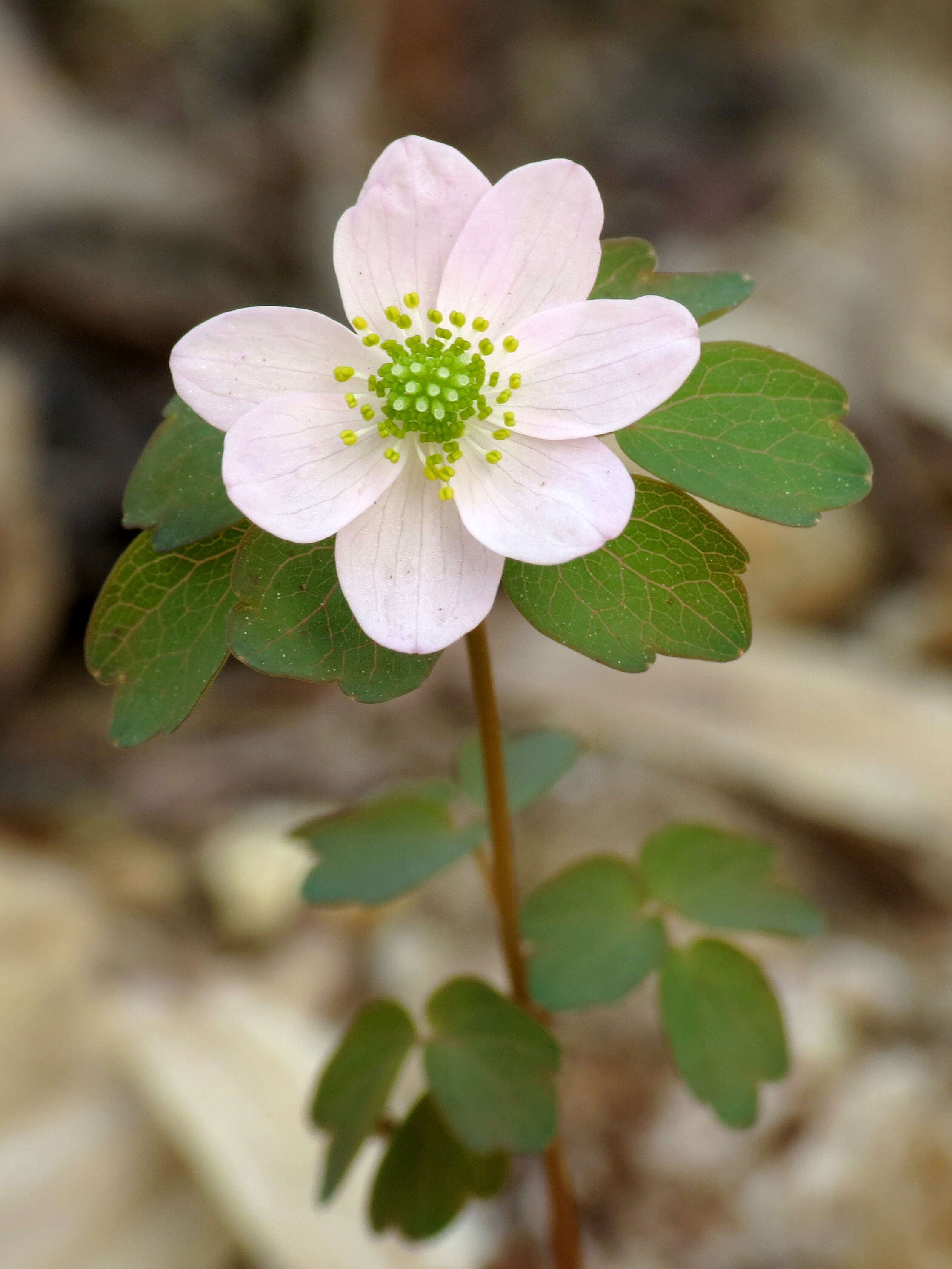 Image of Rue-Anemone